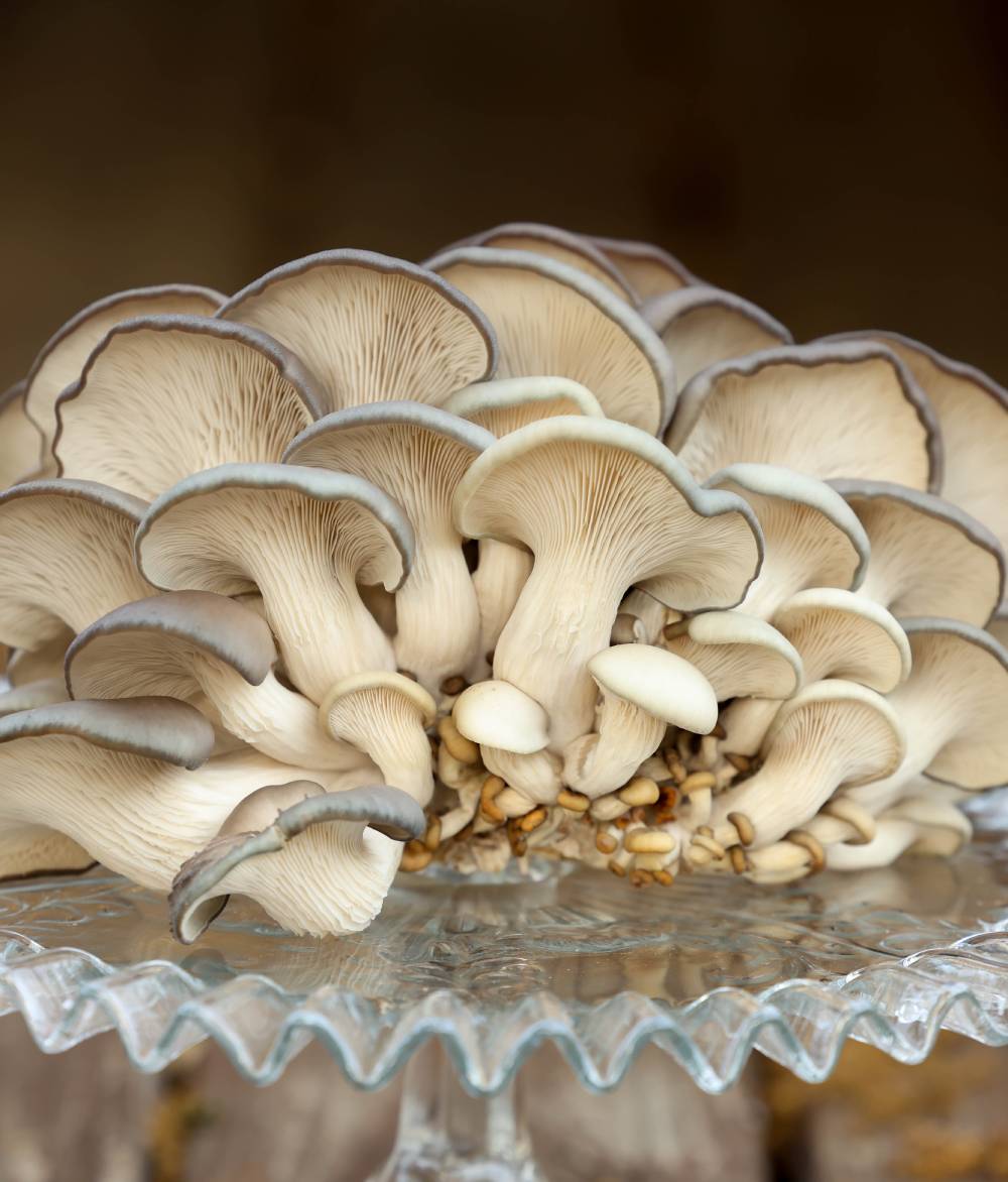 Close Up of Blue Oyster Mushrooms