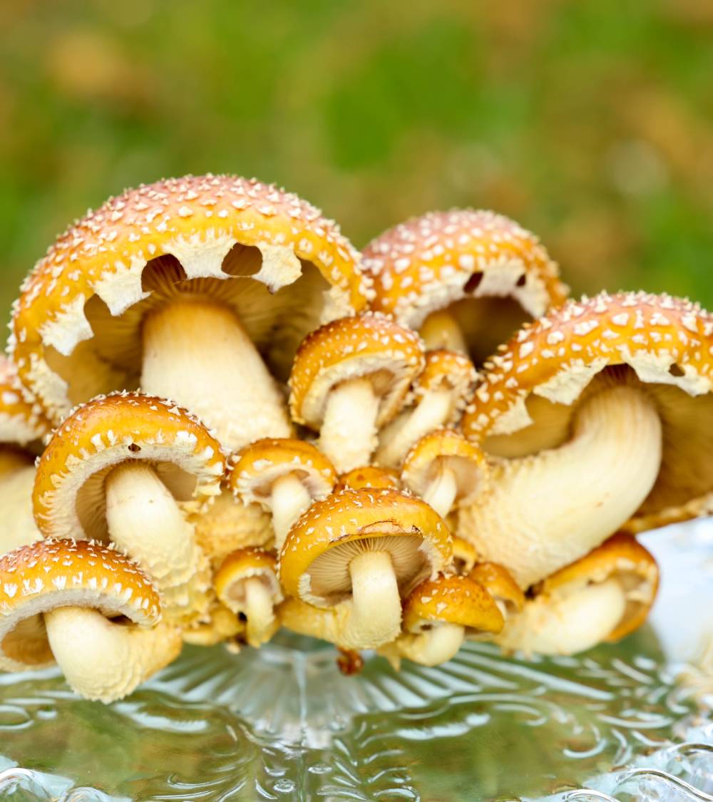 Close Up of Chestnut Mushrooms