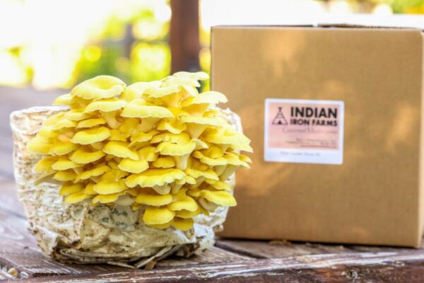 Mushroom Grow Kit - Image 4