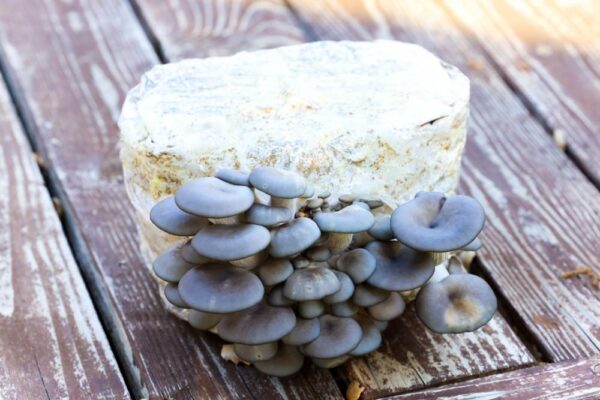 Mushroom Grow Kit - Image 5