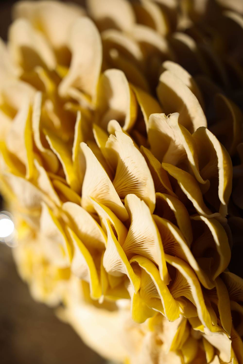 Close Up of Golden Oyster Mushrooms