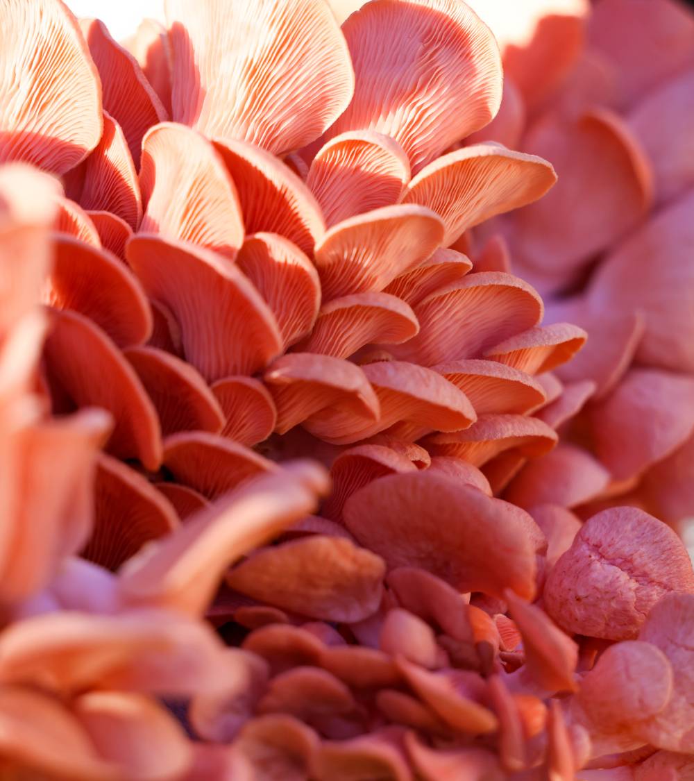 Close Up of Pink Oyster Mushrooms
