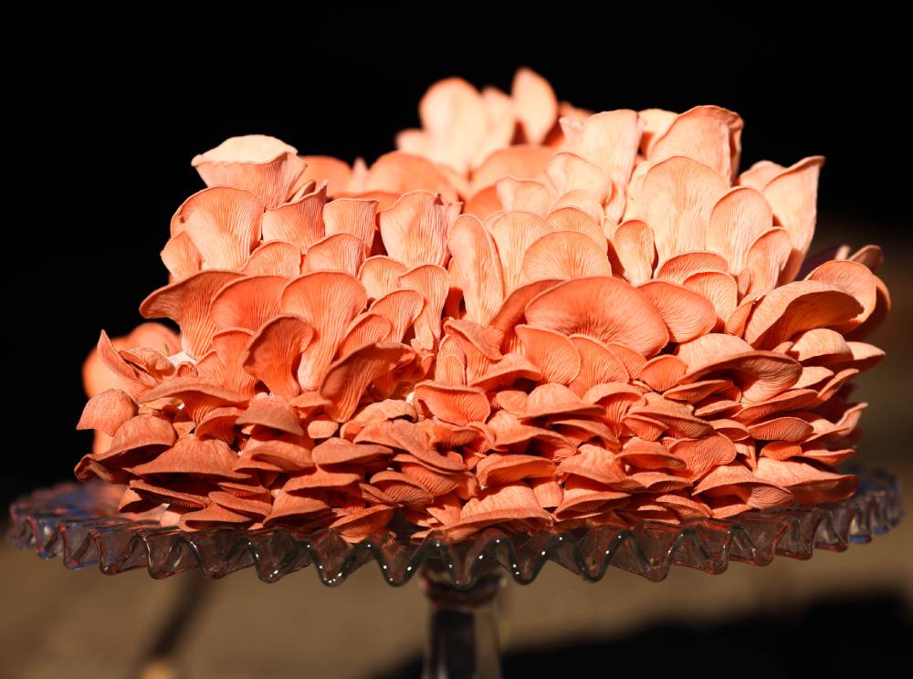 Organic Pink Oyster Mushrooms Grown in San Diego County