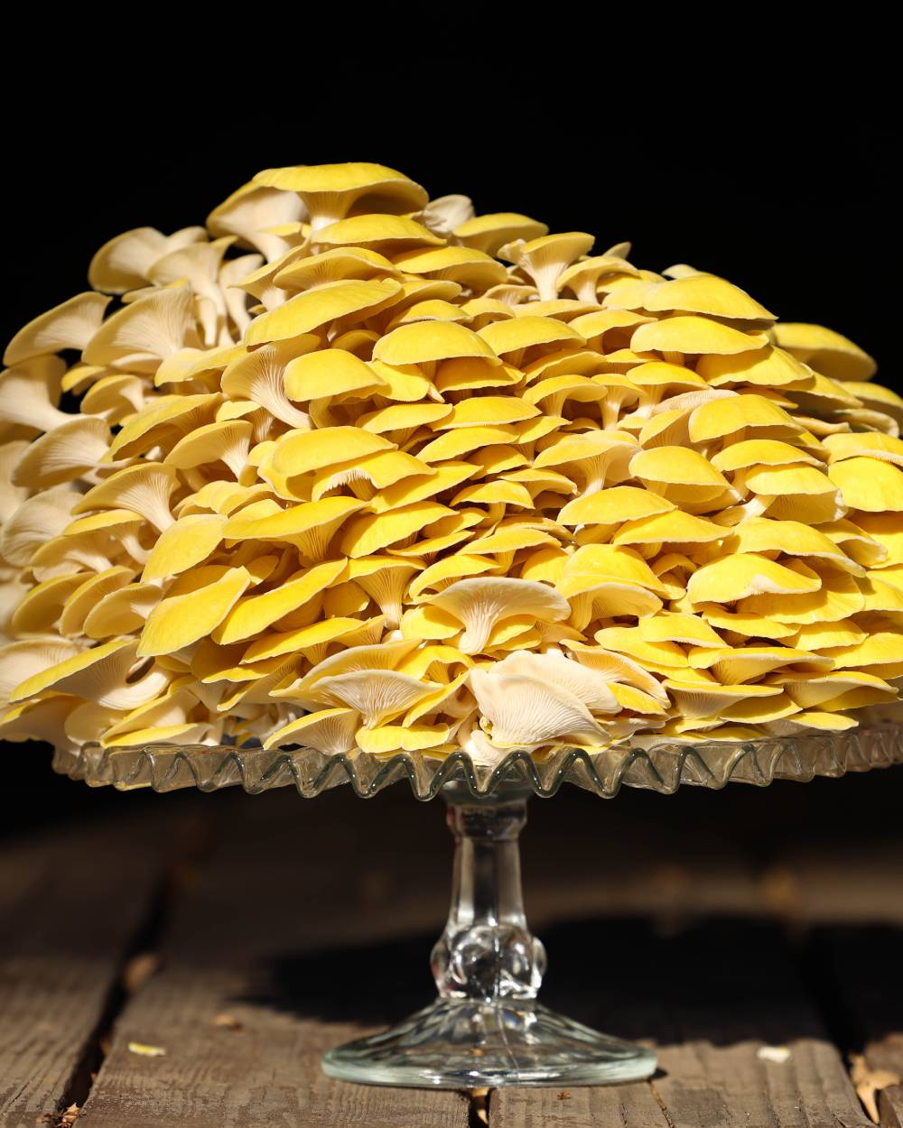 Golden Oyster Mushrooms