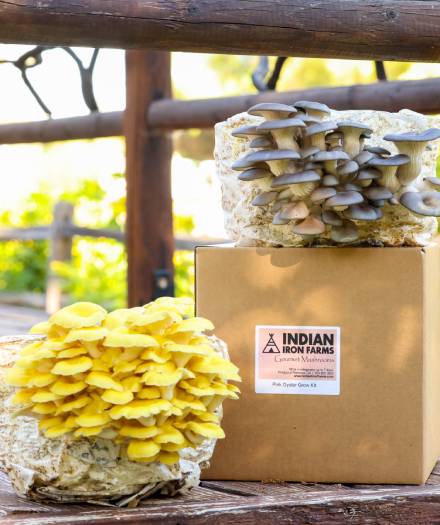 Organic Mushroom Grow Kit from Indian Iron Farms in San Diego County